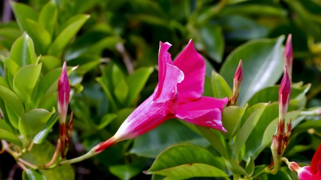 Mandevilla Iaxa