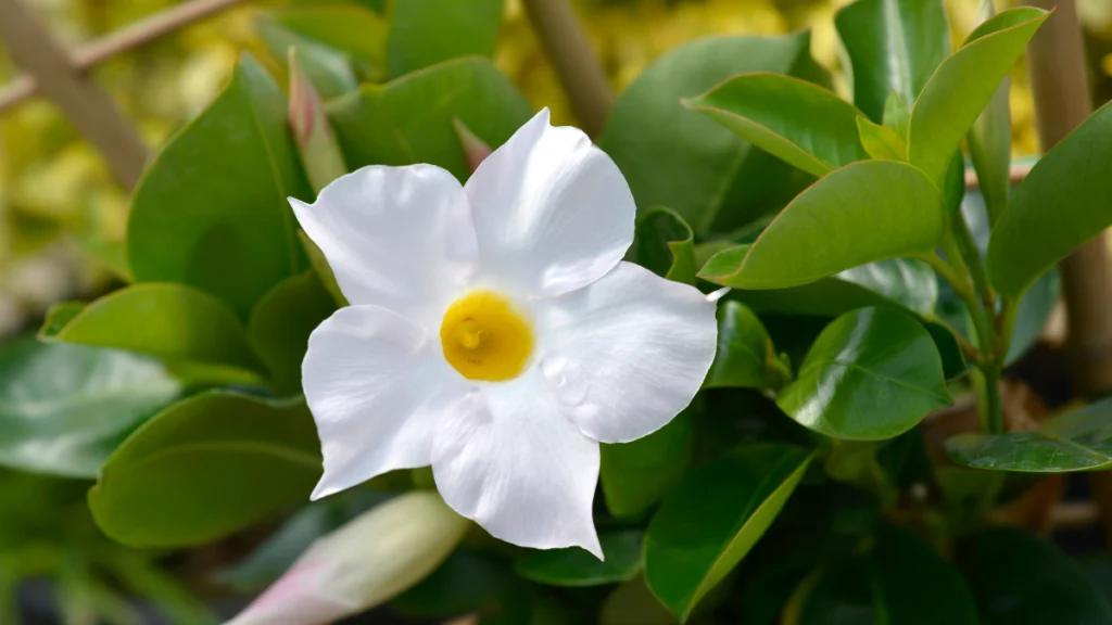 Mandevilla boliviensis